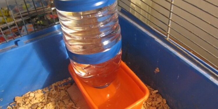 Comment une poule fait pour boire ?