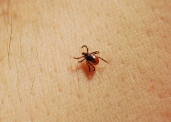 Comment utiliser le tea tree contre les tiques ?