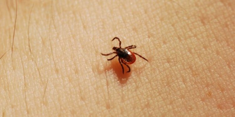 Comment utiliser le tea tree contre les tiques ?