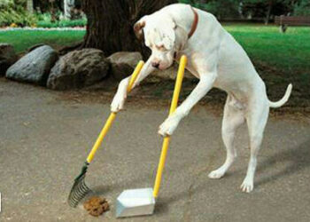 Comment utiliser les fientes de poules dans le jardin ?