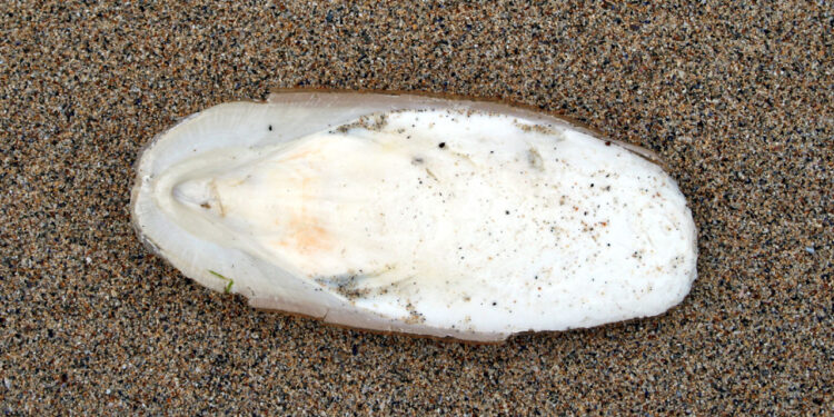 Comment utiliser un os de seiche ?