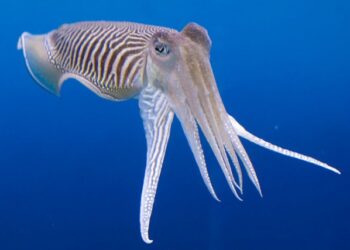 Comment utiliser un os de seiche ?