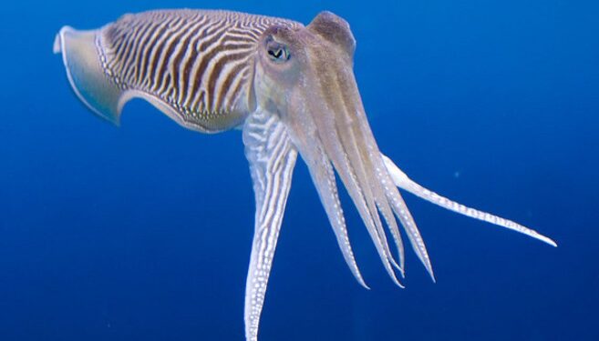 Comment utiliser un os de seiche ?