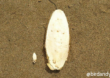 Comment utiliser un os de seiche ?