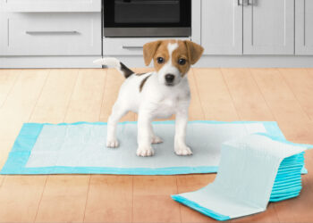 Comment utiliser un tapis de propreté ?