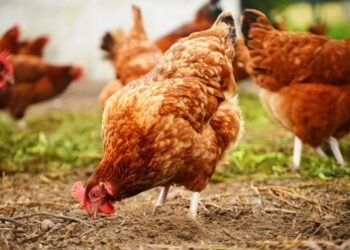 Comment valoriser les fientes de poules ?