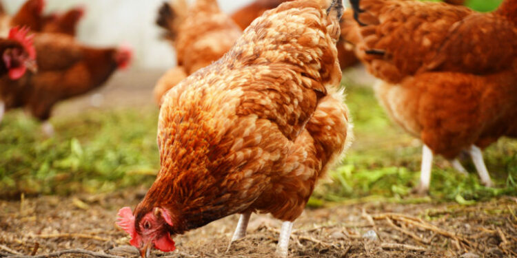 Comment valoriser les fientes de poules ?