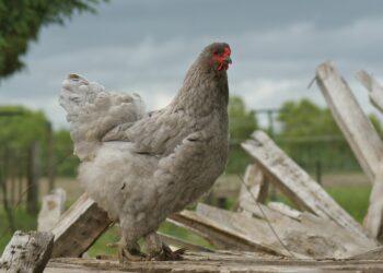 Comment vermifuger les poules naturellement ?