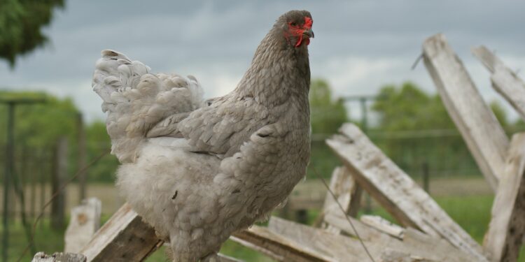 Comment vermifuger les poules naturellement ?
