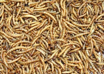 Comment vermifuger les poules naturellement ?