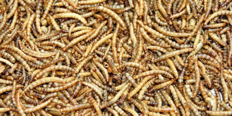 Comment vermifuger les poules naturellement ?