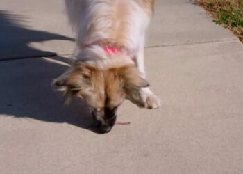 Comment vermifuger un chien maison ?