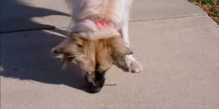 Comment vermifuger un chien maison ?