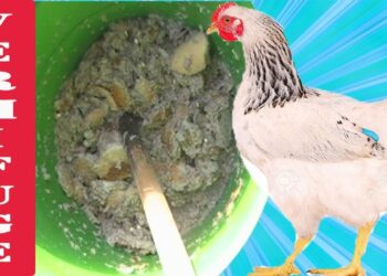 Comment voir si les poules ont des vers ?