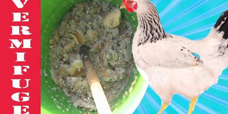 Comment voir si les poules ont des vers ?