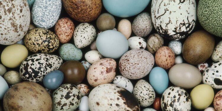 Comment voir si un œuf d'oiseau est fécondé ?