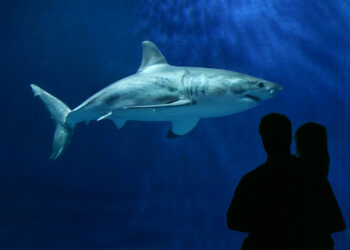 Comment voir un grand requin blanc ?