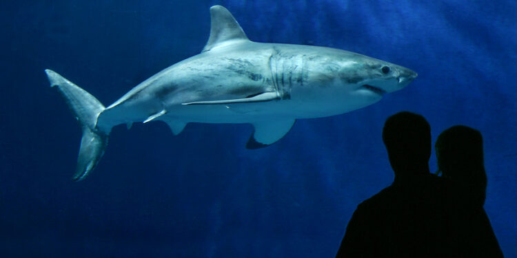 Comment voir un grand requin blanc ?
