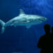 Comment voir un grand requin blanc ?