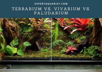 Do you need a water filter in a paludarium?