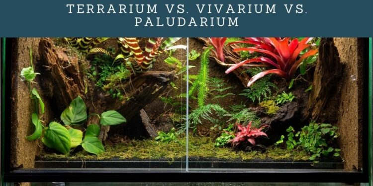 Do you need a water filter in a paludarium?