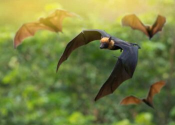 Est-ce bien d'avoir des Chauves-souris ?