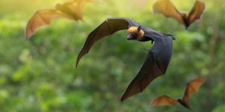 Est-ce bien d'avoir des Chauves-souris ?