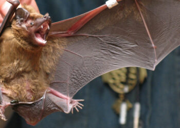 Est-ce bien d'avoir des Chauves-souris ?