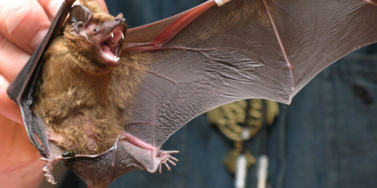 Est-ce bien d'avoir des Chauves-souris ?