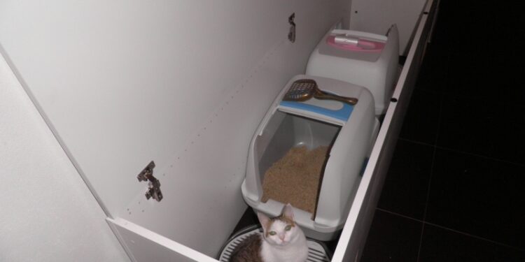 Est-ce bien d'avoir deux chats ?