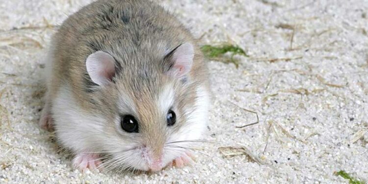 Est-ce bien d'avoir un hamster ?