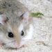 Est-ce bien d'avoir un hamster ?
