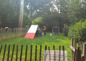 Est-ce bien de mettre un chiot dans un parc ?