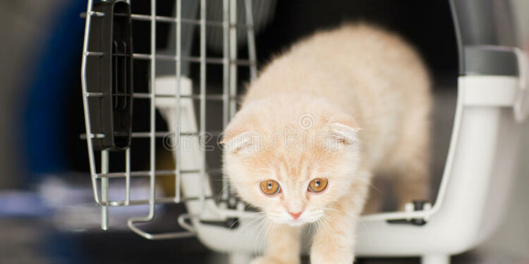 Est-ce bon de transporter un chat ?