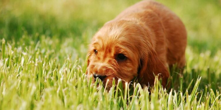 Est-ce bon pour un chien de manger de l'herbe ?