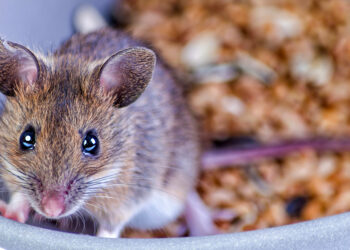 Est-ce dangereux d'avoir des souris chez soi ?