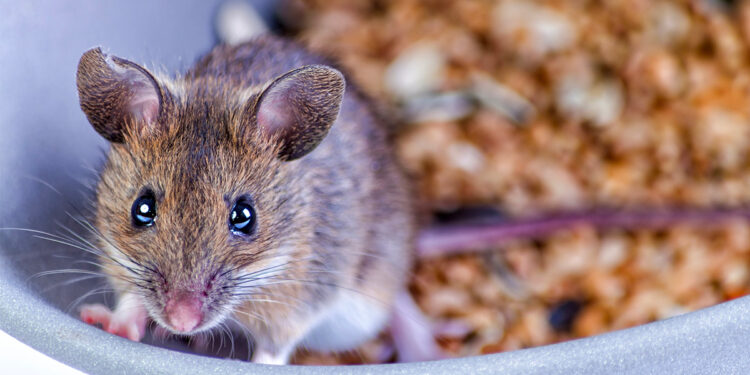 Est-ce dangereux d'avoir des souris chez soi ?