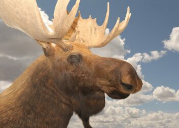 Est-ce dangereux de toucher un lézard ?