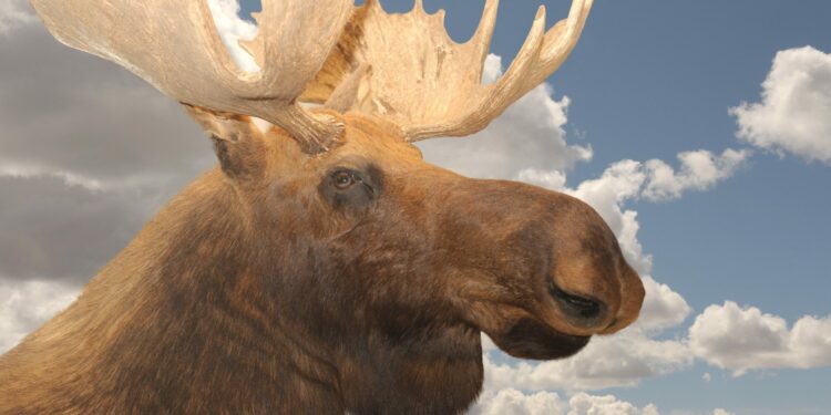 Est-ce dangereux de toucher un lézard ?