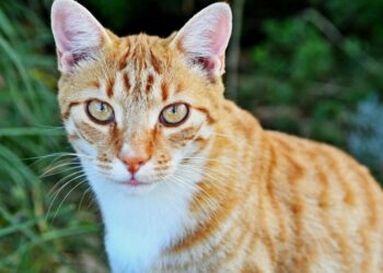 Est-ce dangereux pour un chat de manger un lézard ?