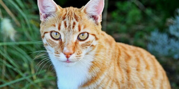 Est-ce dangereux pour un chat de manger un lézard ?