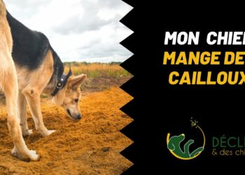 Est-ce dangereux pour un chien de manger des cailloux ?