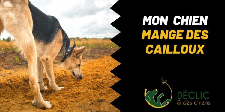 Est-ce dangereux pour un chien de manger des cailloux ?