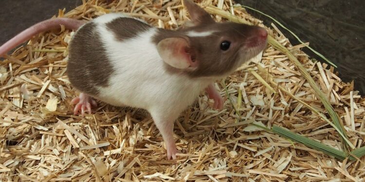 Est-ce grave d'avoir des souris dans la maison ?