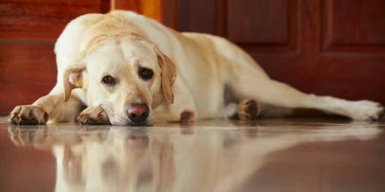 Est-ce grave de laisser son chien seul ?