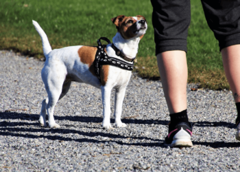 Est-ce grave de ne pas sortir son chien tous les jours ?
