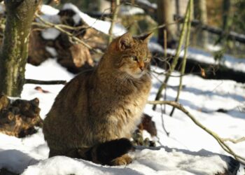 Est-ce grave si mon chat passe la nuit dehors ?