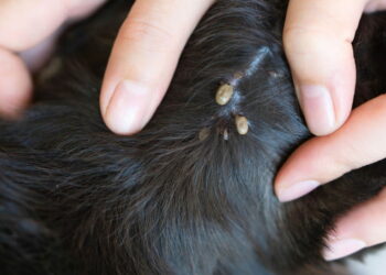 Est-ce grave si mon chien a des puces ?