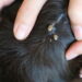 Est-ce grave si mon chien a des puces ?