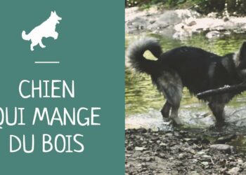 Est-ce grave si mon chien mange du bois ?